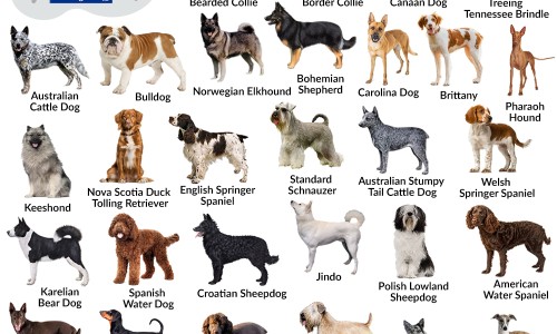狂犬疫苗期间能运动吗网- 打了狂犬疫苗可以健身运动吗知识,分享打了狂犬疫苗可以健身运动吗